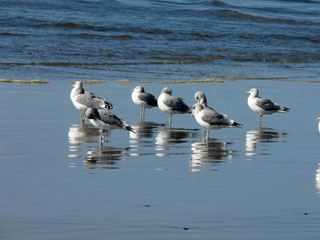 Local Gulls